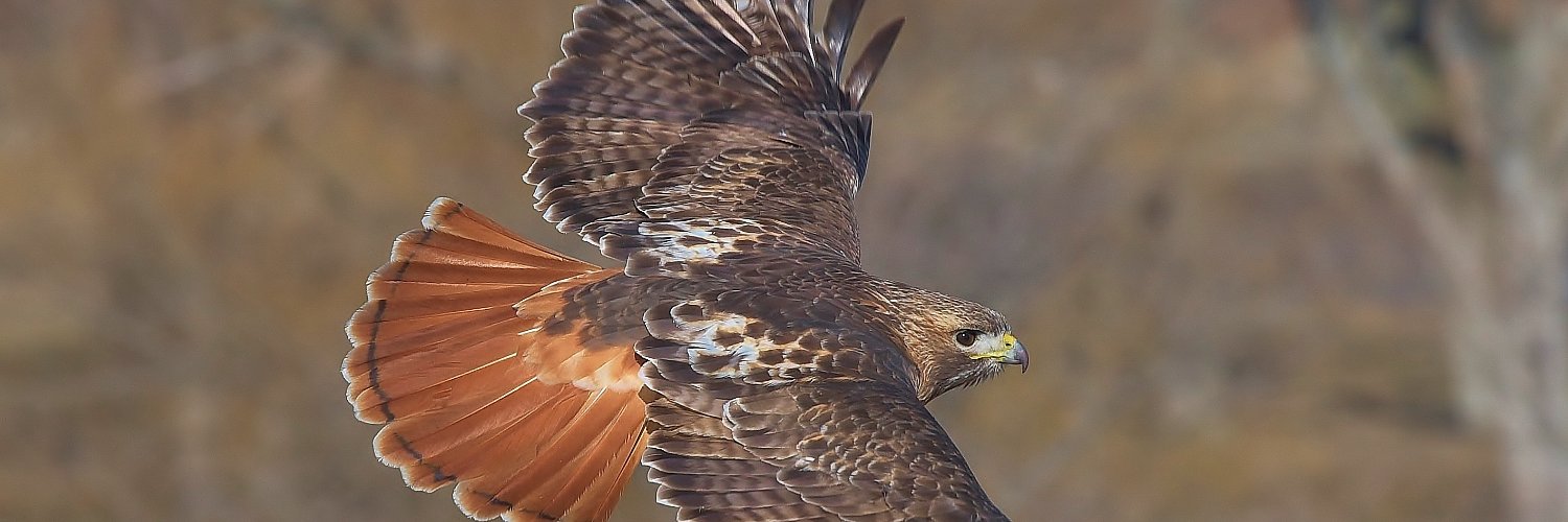 RTHawk207's profile banner image