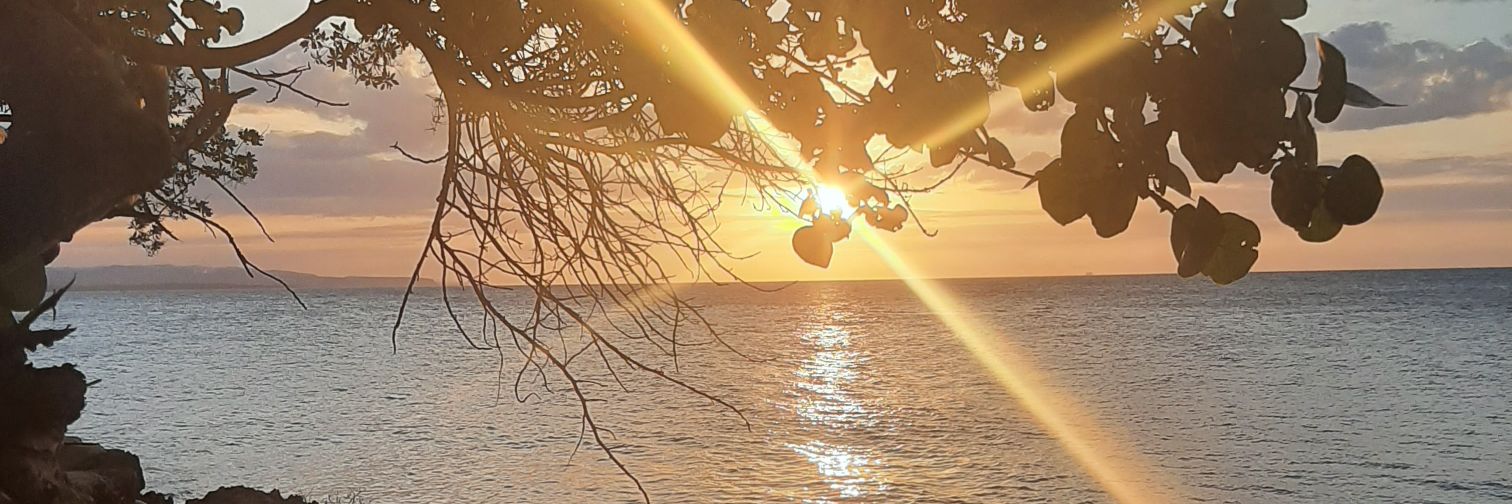 caroreid's profile banner image