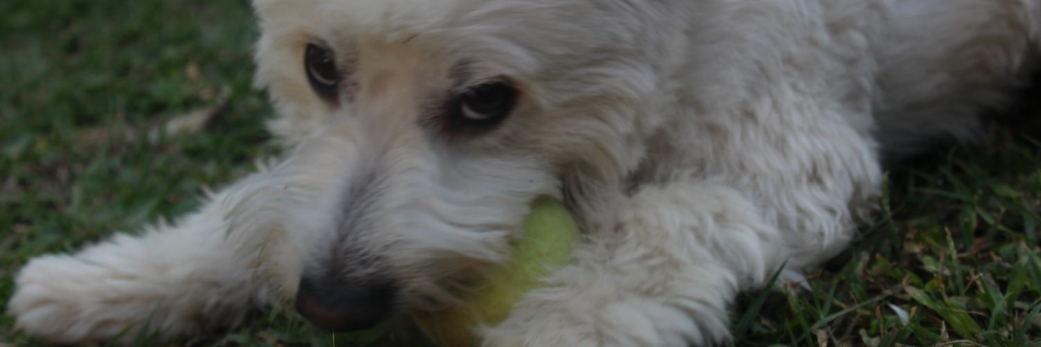 FerBalbuenaa's profile banner image