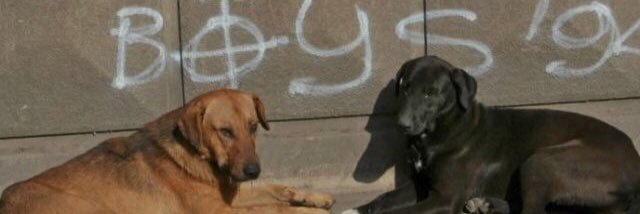 CoolDogPics's profile banner image