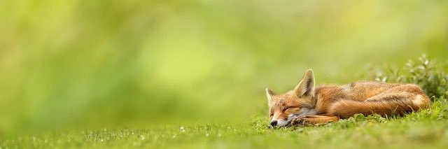 treesarefive's profile banner image