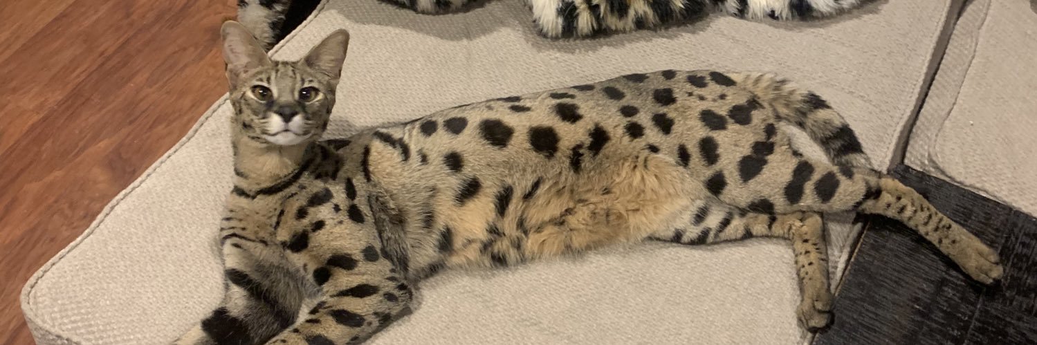 rtmeowsavannahs's profile banner image