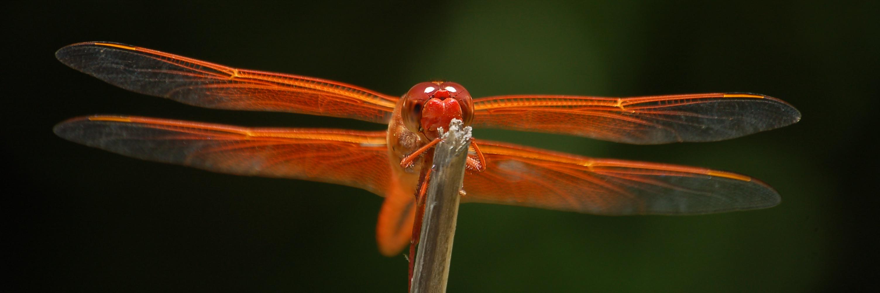 Well crafted error message enjoyer. banner