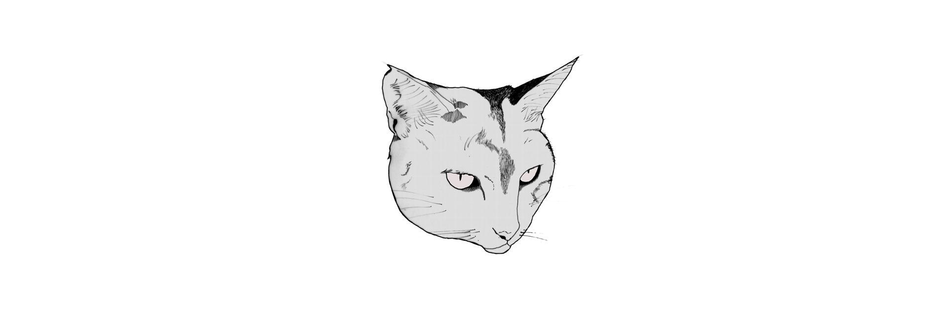 taniasafi's profile banner image