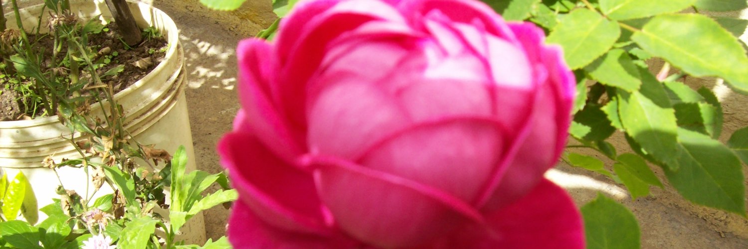 marioscand's profile banner image