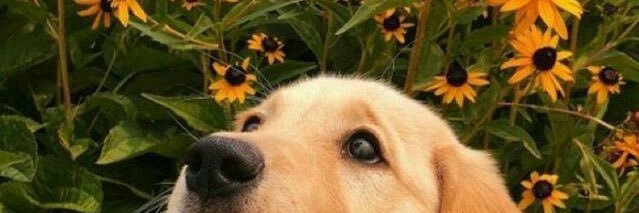 aa_mieeee's profile banner image