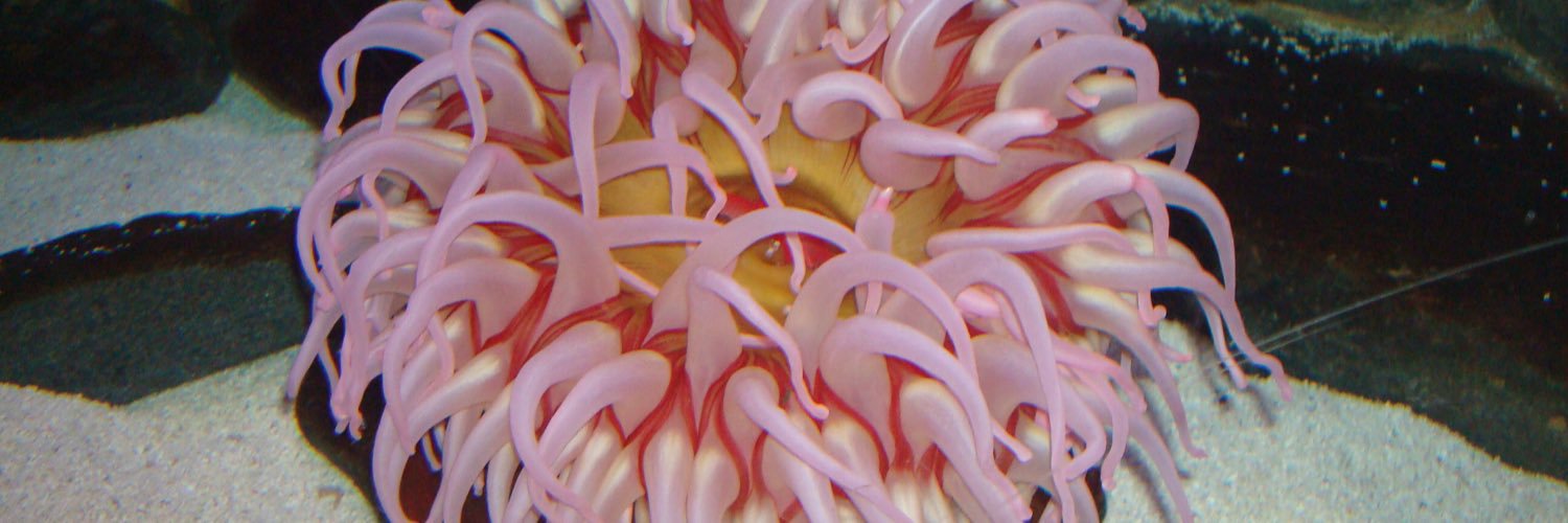 nezromi's profile banner image
