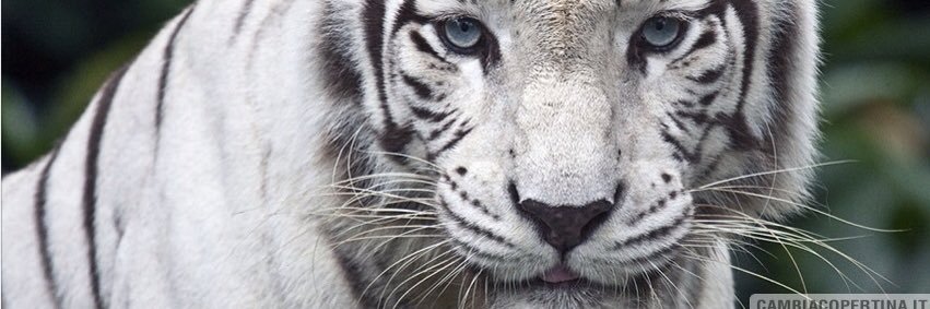 CiroSterchele's profile banner image