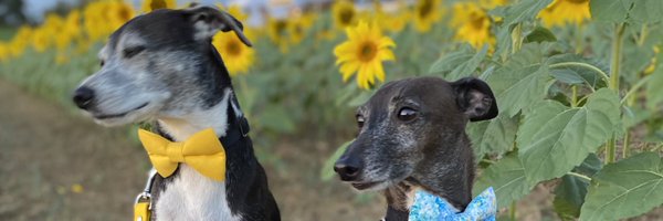 acarducci Profile Banner