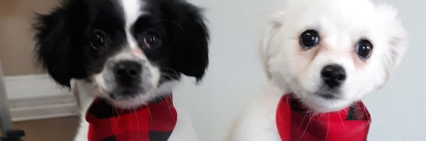 Butkiki's profile banner image
