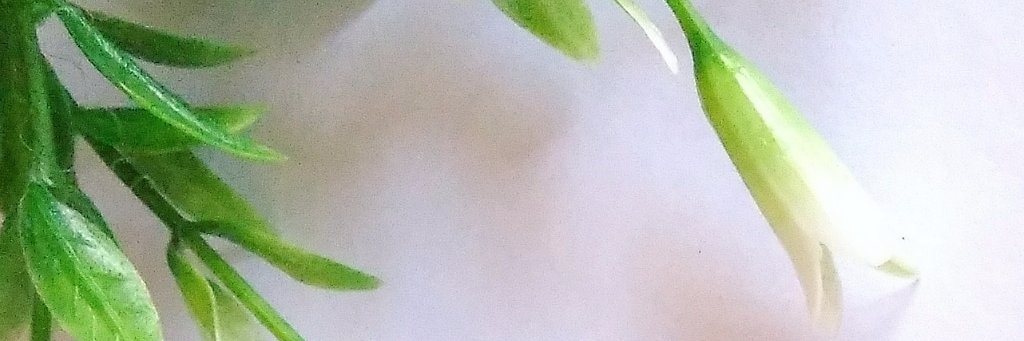 erina_ca's profile banner image