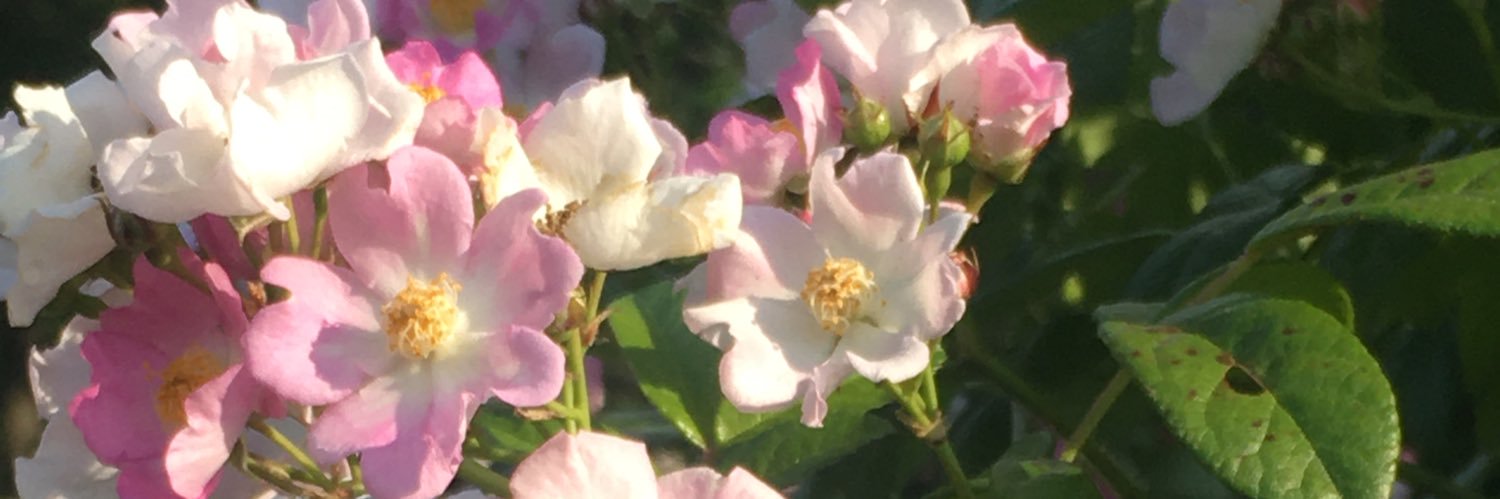 EileenMTweet's profile banner image