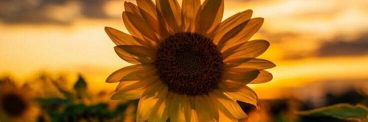 SarahChenille's profile banner image