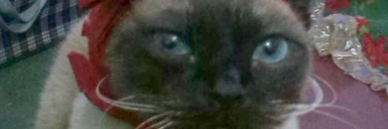 bisverly's profile banner image