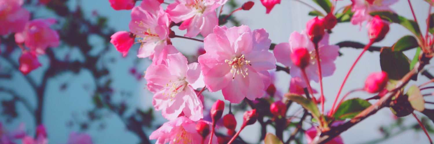 sabuchankuma's profile banner image