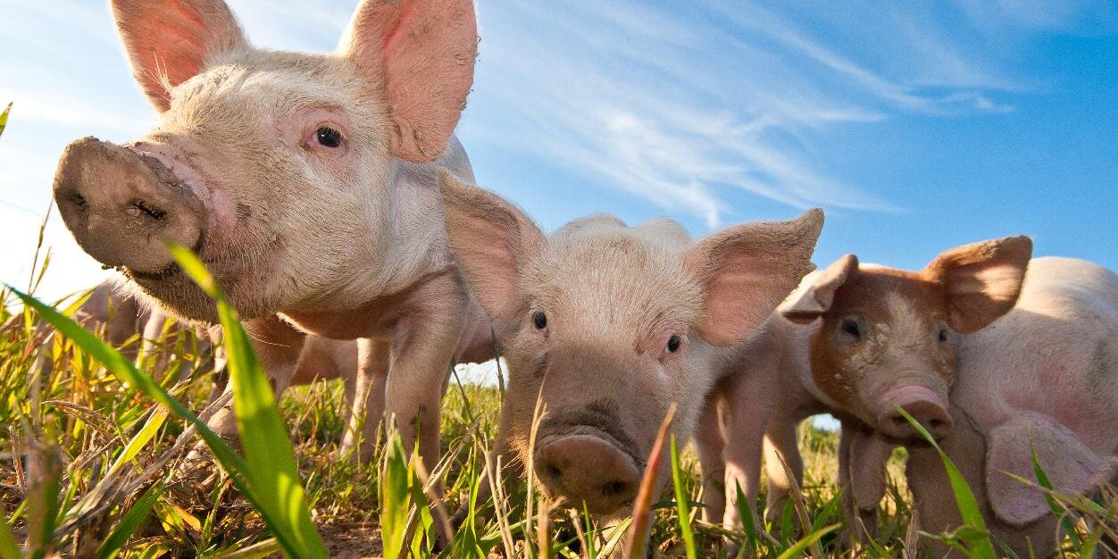 Pig Facts banner
