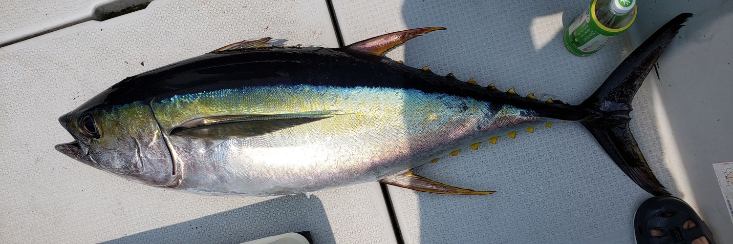 横山こーじゅ banner