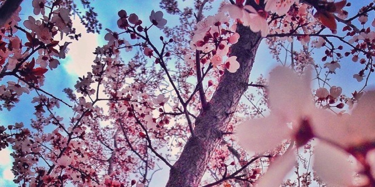 Patronnee's profile banner image