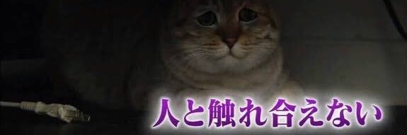 belldot@グリーンカレーP banner