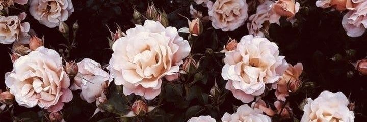 alesolange's profile banner image