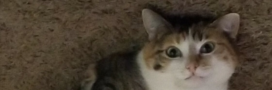 nickdudycha's profile banner image