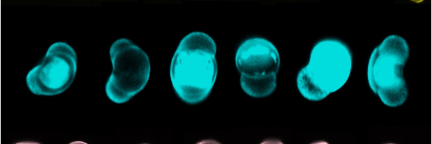 Pocoscopic banner