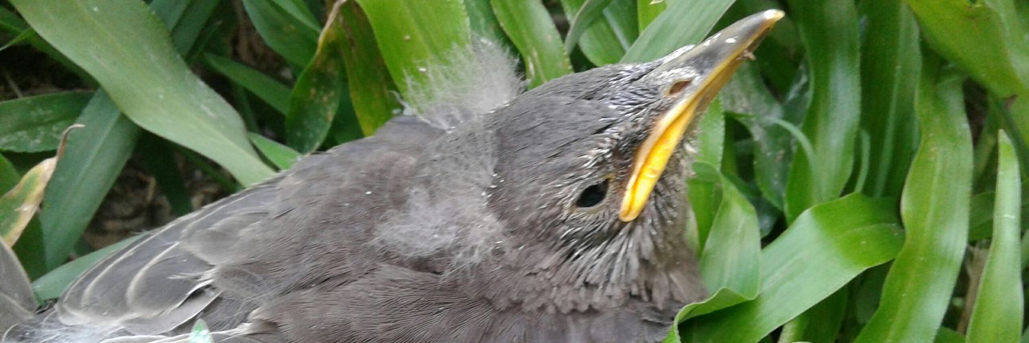 BChojolan's profile banner image