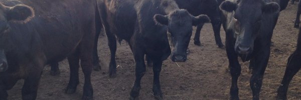 sdfeeder Profile Banner