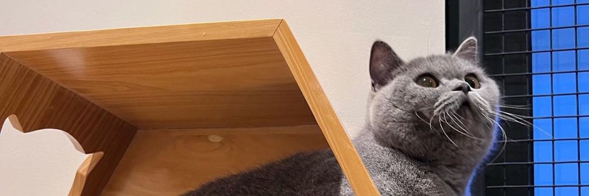 slbllam's profile banner image