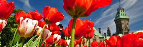 Catherine Vanner banner