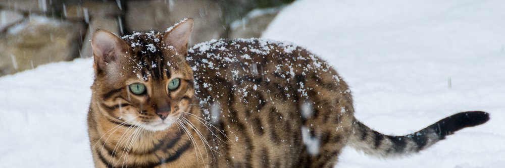 BengalCatList's profile banner image