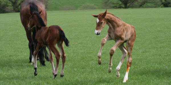NewtonStud's profile banner image
