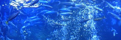 うらけん＠販売中 banner