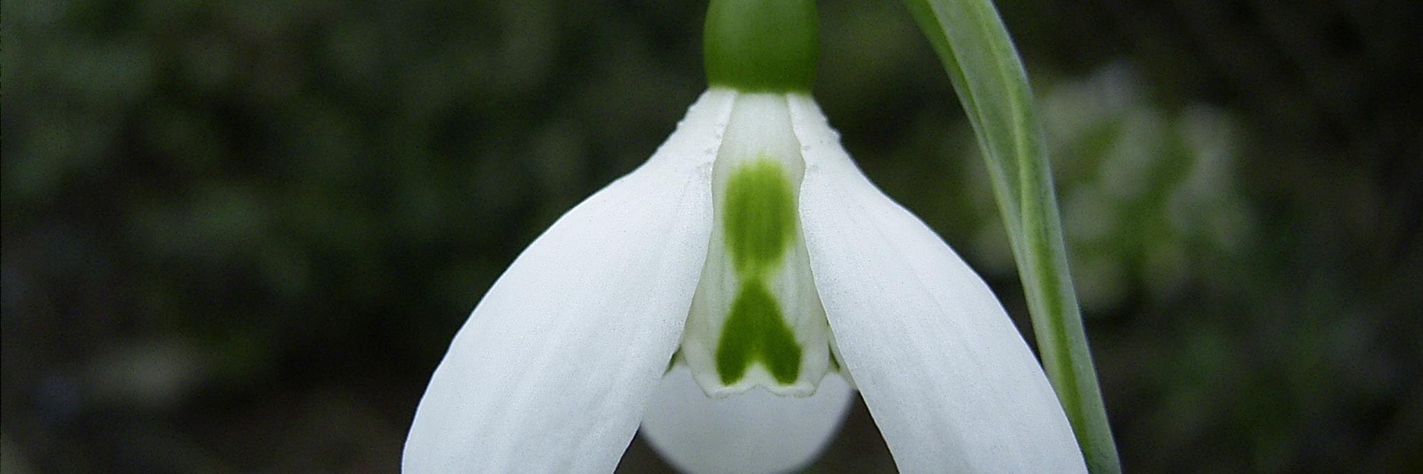 Snowdrop Trust banner