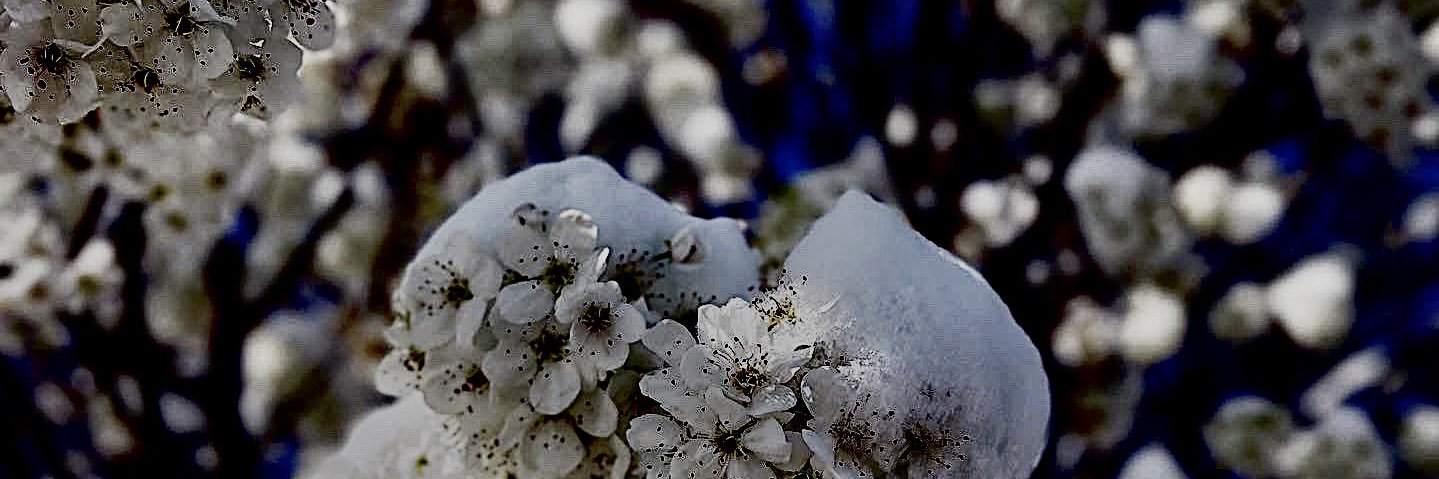 abracamanda's profile banner image