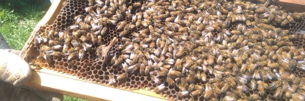 HoneyBeeGeek Profile Banner