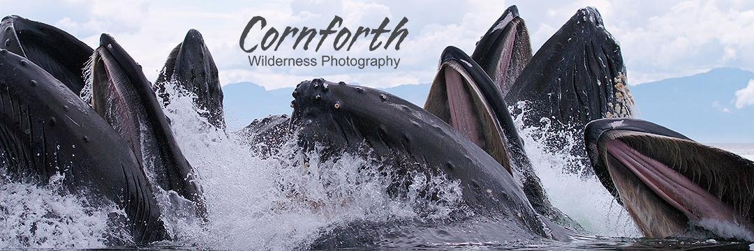 Jon Cornforth banner