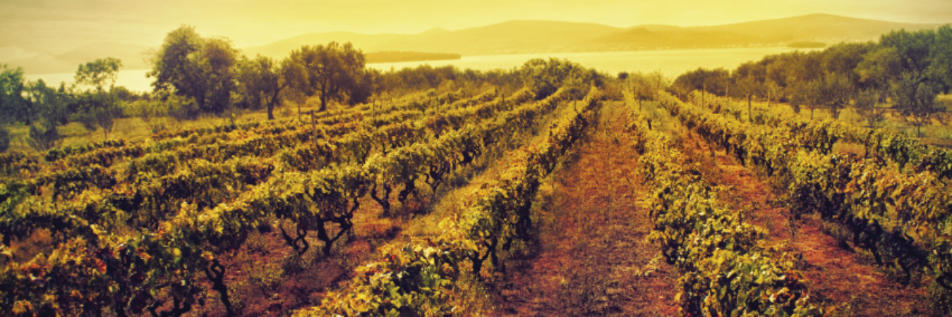 valleywinemerch's profile banner image