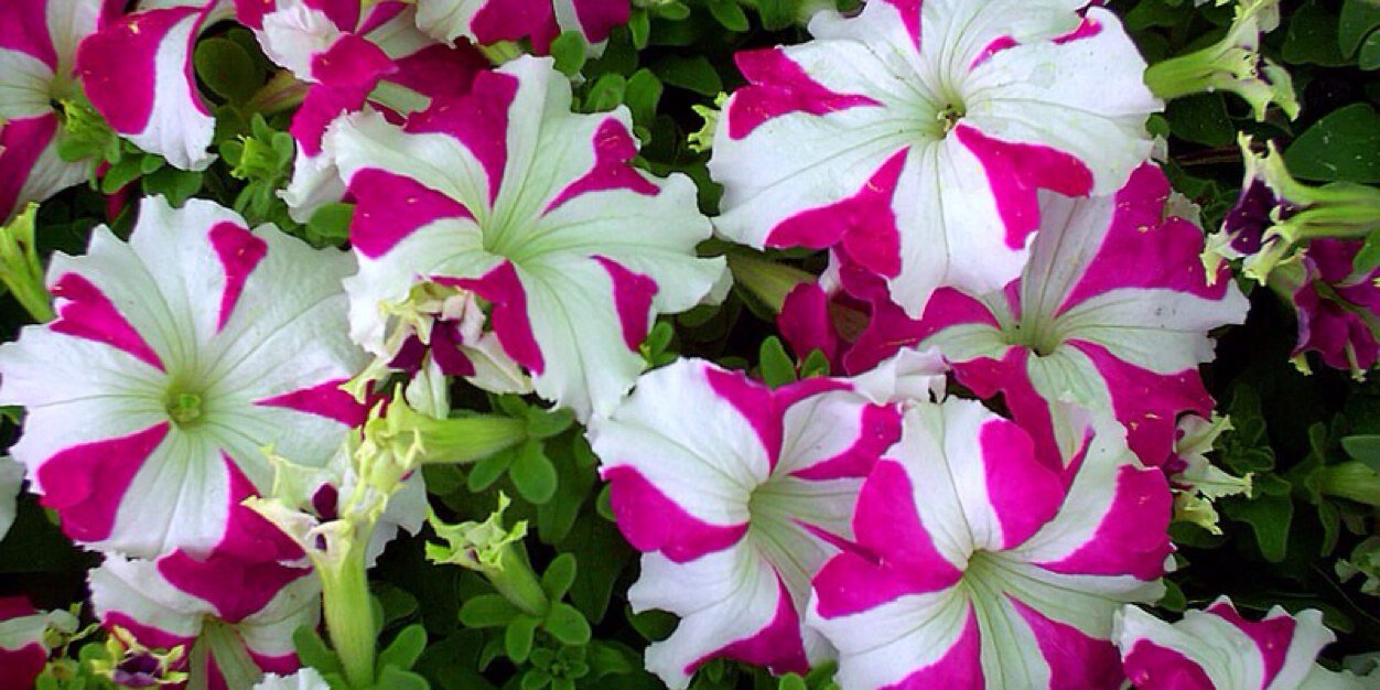 amenh111's profile banner image