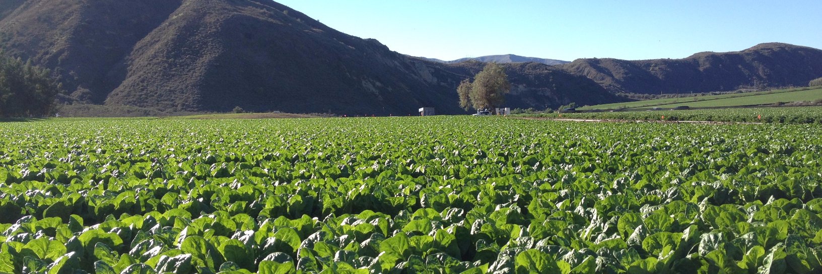 DeardorffFamilyFarms banner