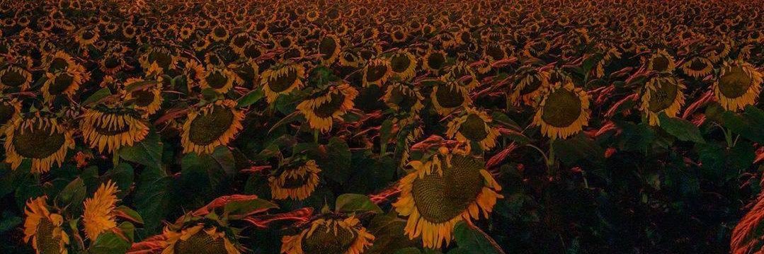 🥔🌻🖤hahaitzmeg 🖤🌻🥔 banner