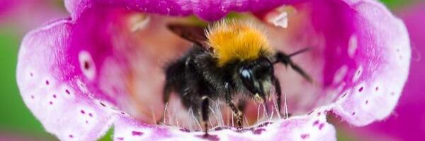 HumbleBeeHamOnt's profile banner image