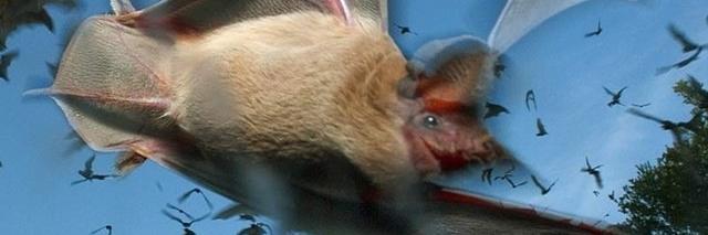 AnimalsGetOut's profile banner image