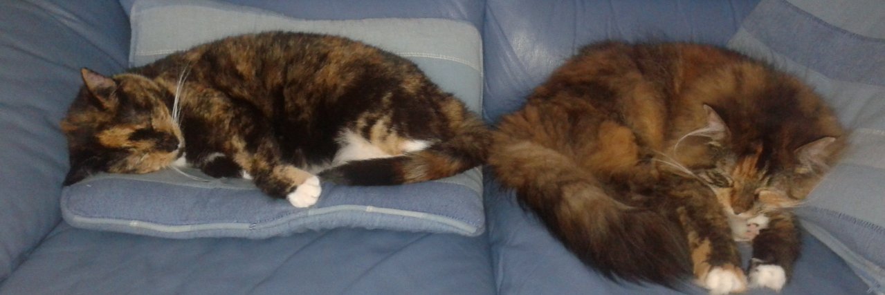 gizsmudge's profile banner image