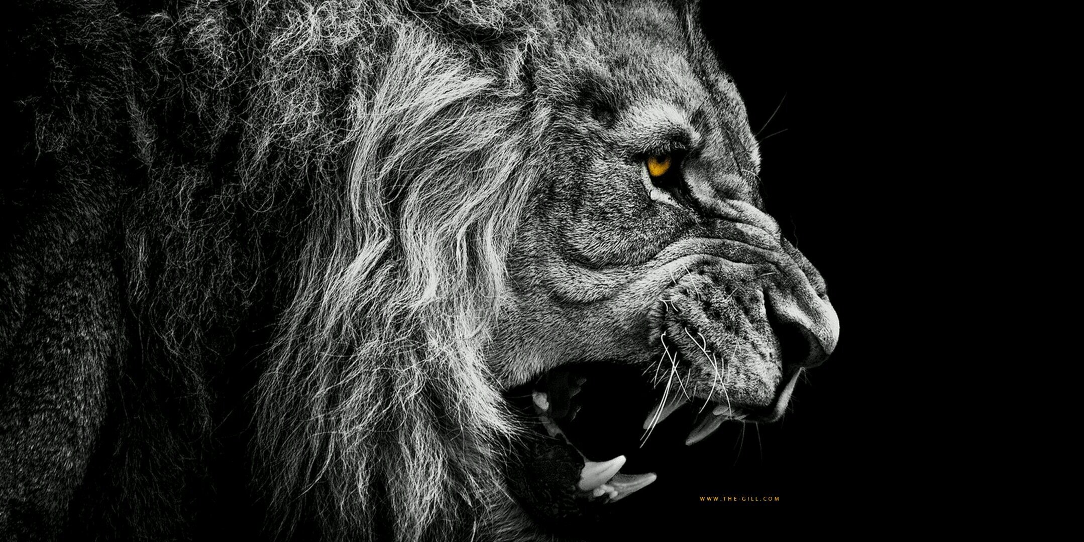 Michael Franz banner