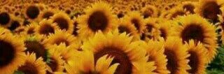 N_sago's profile banner image