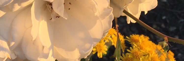 beccalecs's profile banner image