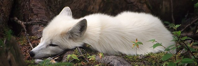 cyncitymojo's profile banner image