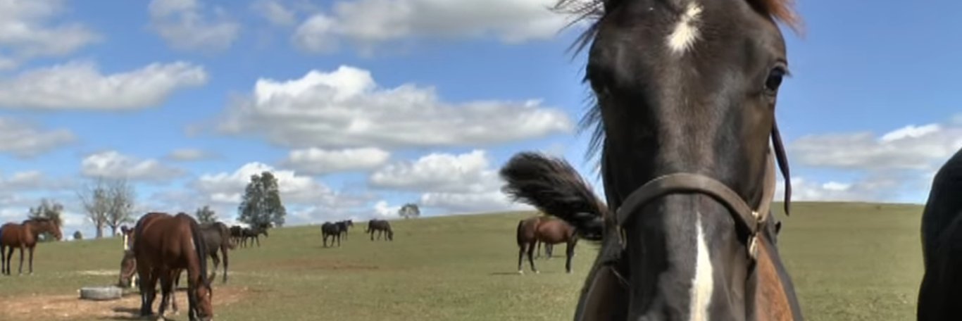 Chris_wponies's profile banner image