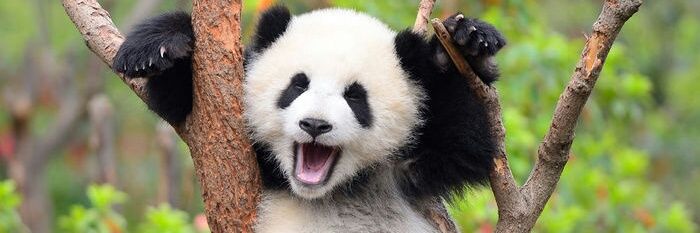 dovpanda's profile banner image